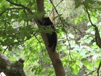 Smudge in tree.jpg